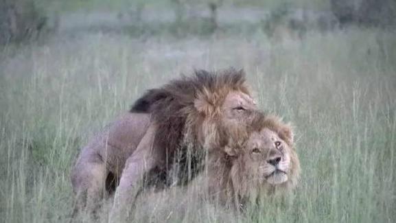 原来雄狮也有“同性恋”，一头雄狮将自己的同伴压在胯下，并做出了这种行为