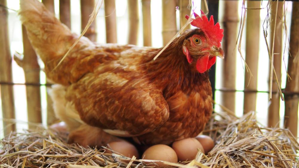 为什么一些动物的排泄器官和交配器官是同一个？人类却不是如此？