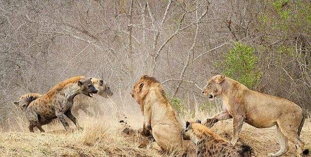 斑鬣狗为什么喜欢掏肛？被掏肛的猎物为什么一动不动？