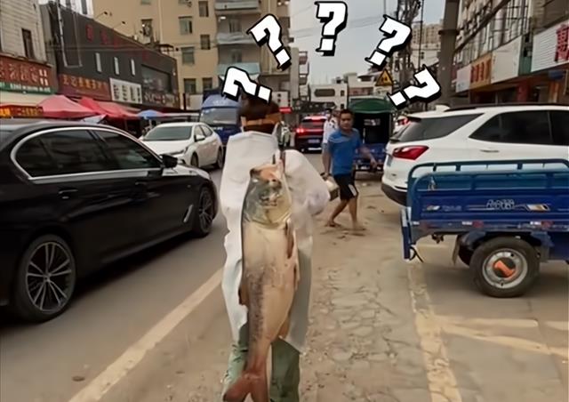 徒步|女钓友收获30斤胖头鱼，扛着它徒步10公里回家，原因让人哭笑不得