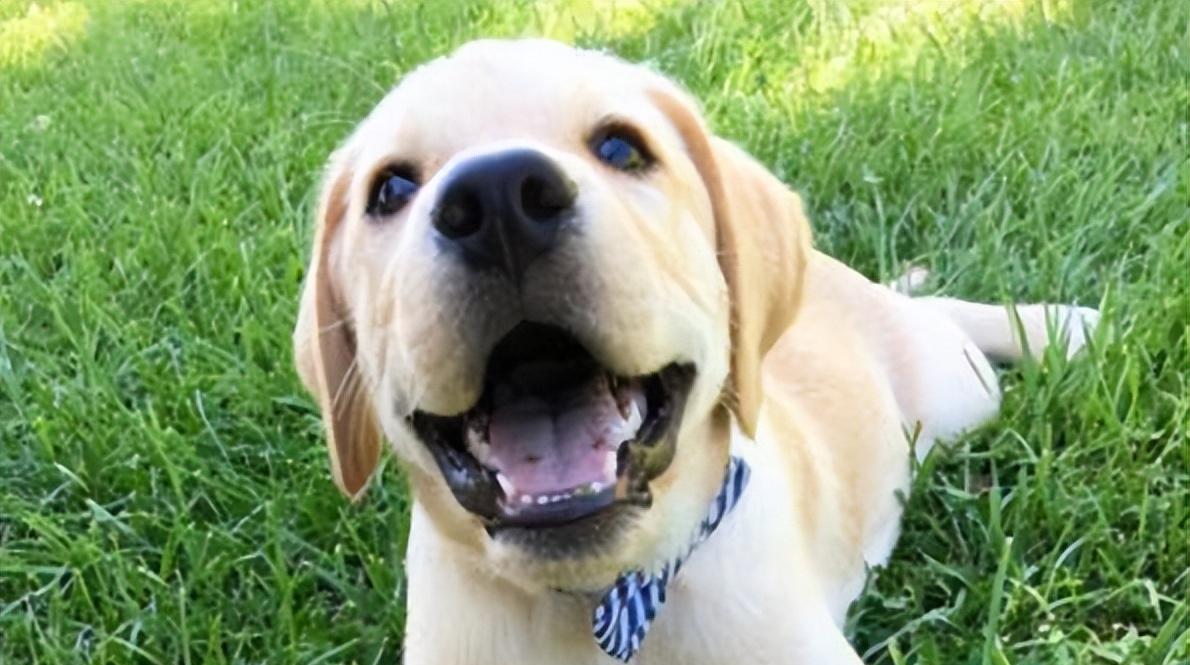 江苏男子救出待宰警犬,一年后儿子被人贩子掳走,警犬千里将其救回