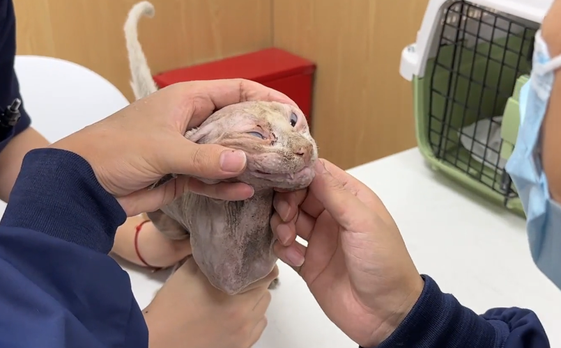 价值不菲的无毛猫竟也成为流浪猫，小伙收留下它后，发现养它真香