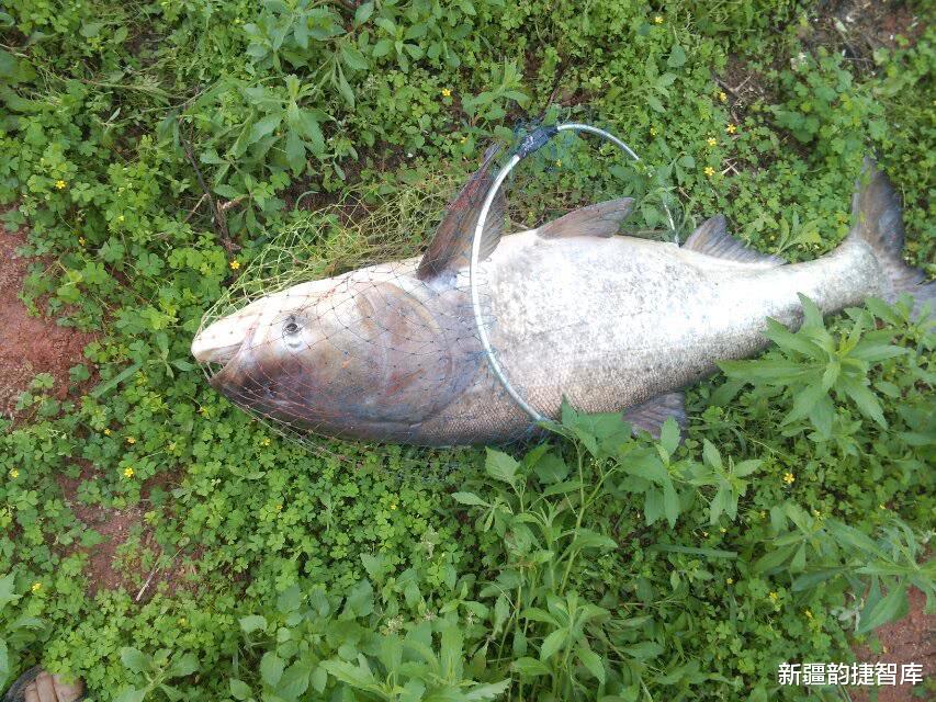 新疆大头鱼,水中大熊猫,快被吃完了!