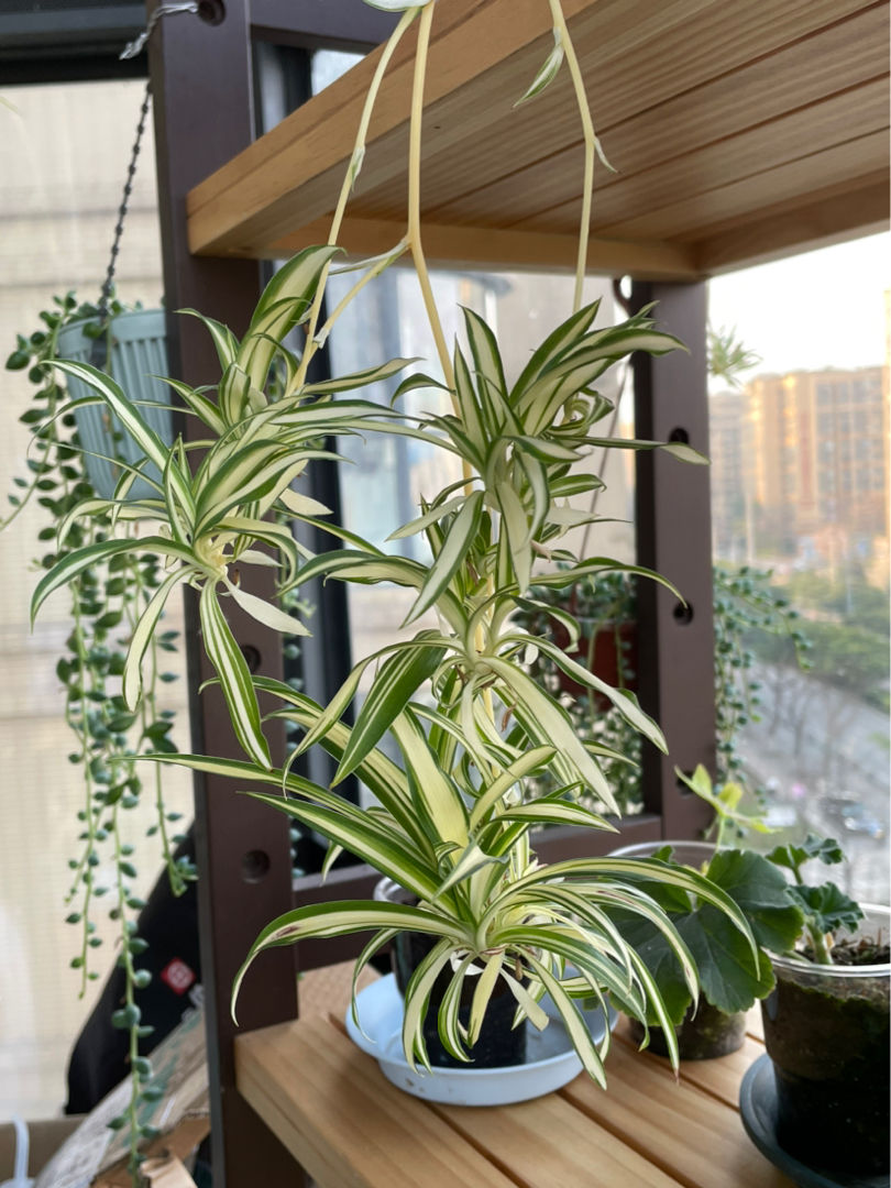 卫生间有异味,5种植物就搞定,净化空气一把好手