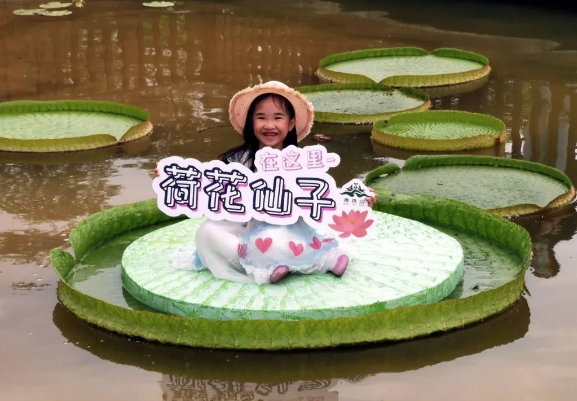 南宁青秀山最大王莲闪亮登场,直径2.18米