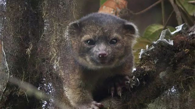 安第斯山出现一种珍稀动物，身为食肉类哺乳动物，却以水果与花蜜作为主食
