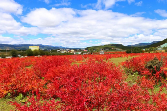 香格里拉|香格里拉大四赏花地，秋天仅剩一处绝美