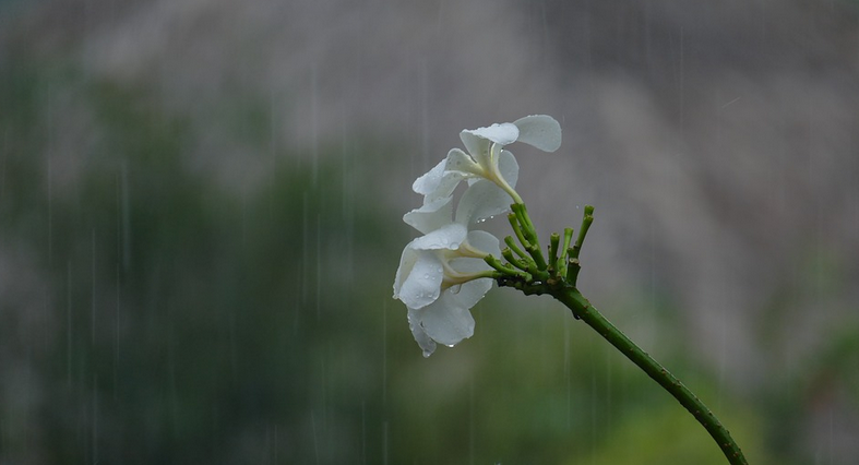 谷雨|谷雨时节要喝茶:5个误区不注意避开,难说降“春火”!