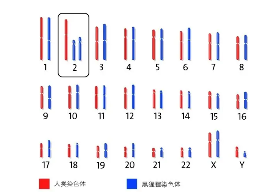 一只黑猩猩基因突变,基因相似度与人类只差1.2%,差点“变成人”