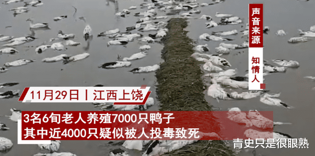 6旬老人养鸭子被投毒毒死4000只,损失十几万崩溃报警,画面心酸!
