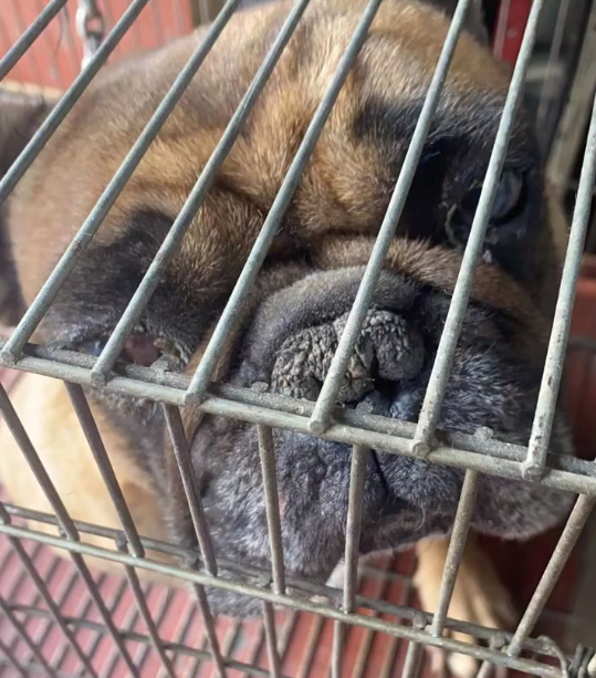 小哥花200从皮具店救下的法国斗牛犬，救下它后，才发现它不仅瘦还得了病