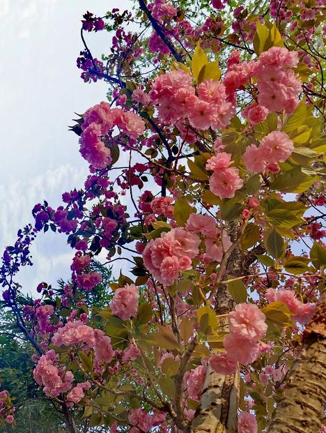 油菜花|登上热搜！绿樱花，您见过没？玉渊潭公园上线了