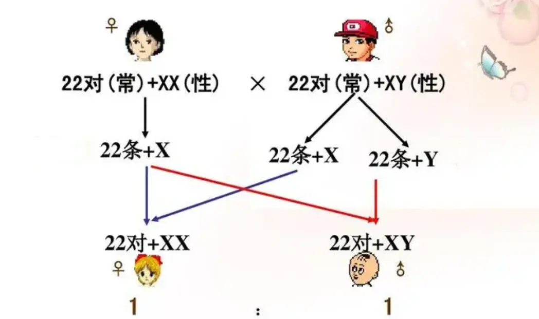 以男性来说，他们有哪些基因会世代传承下去，且只传给雄性后代？