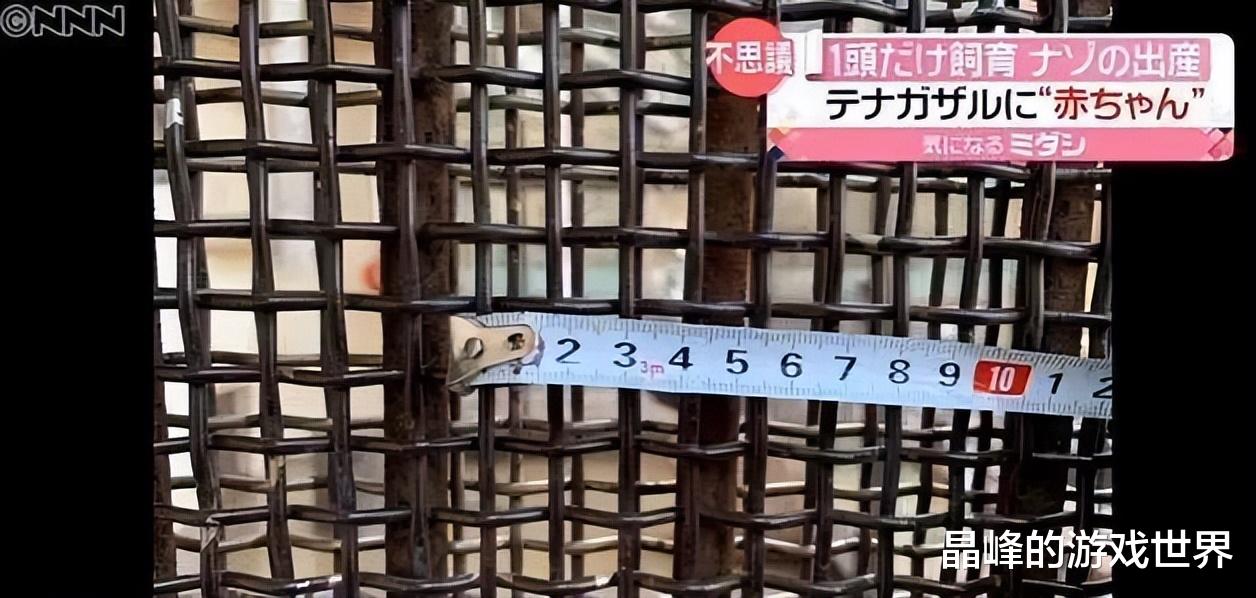 ?这到底咋怀上的?日本动物园独居母猿竟意外产崽,园方困惑不已
