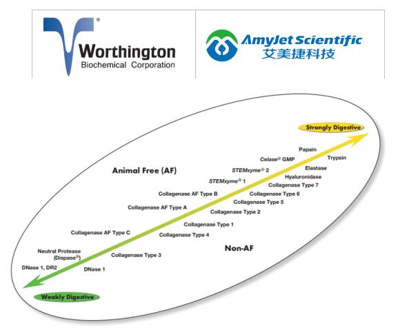Worthington解离酶:中性蛋白酶(分散酶)详情解析