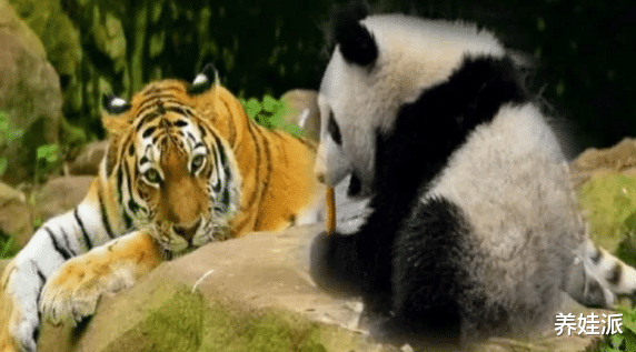 狮子和老虎为何不敢吃大熊猫?熊猫:别忘了我以前叫啥