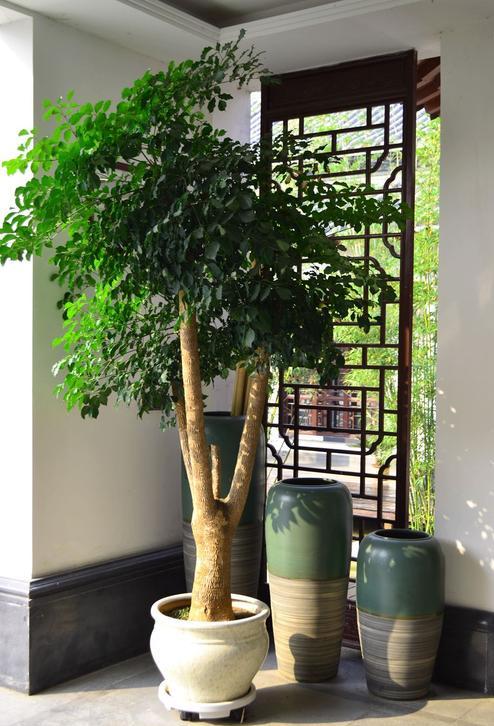 客厅养花“有讲究”,别随便,这6种,高档有格调,还能净化空气