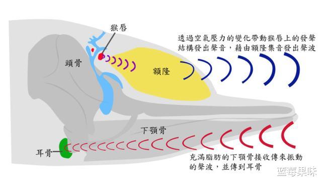 自然界最强“隔壁老王”,偷偷享受,让别人帮自己照顾后代