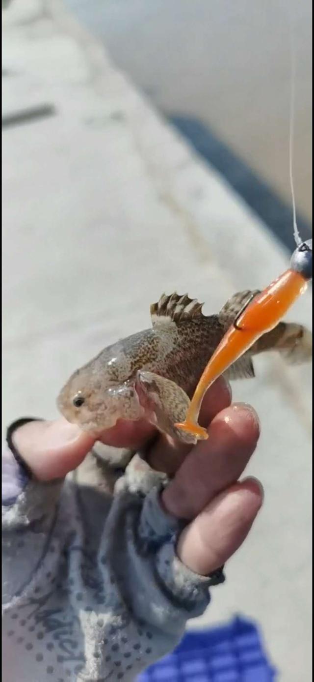 |老家东海群岛出击,提着这串鱼我就是村里最靓的崽