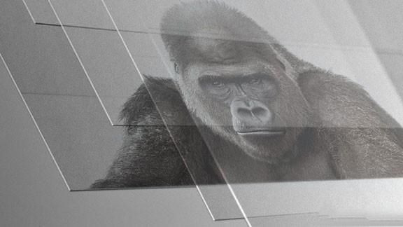 康宁|为什么现在的手机发布会很少提到康宁大猩猩玻璃了？