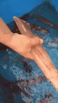 德云社|德云社取消六队演出,演员们将何去何从?