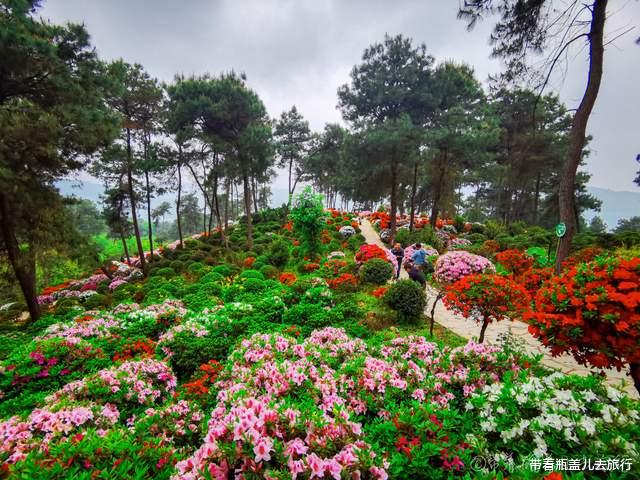 杭州|放牛村这个爱丽丝梦游仙境火了，杜鹃花漫山遍野，20元的门票值吗