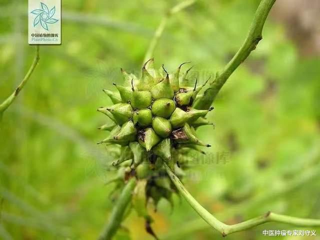 营养不良|分享一味抗癌中药——三棱,破血行气、消积止痛,可用于多种癌症