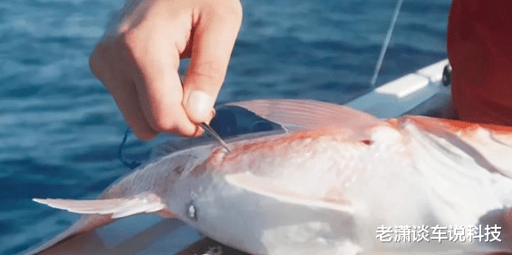 放生大海的鱼,为什么要在鱼肚子上捅一个洞?