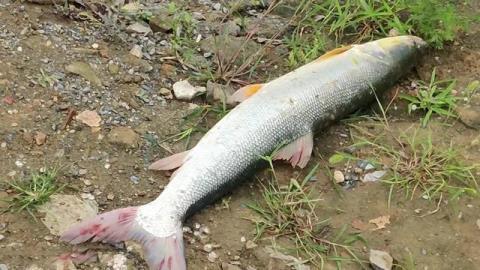 水库|害鱼?安徽一男子水库钓起“水老虎”,因放生遭围观大叔臭骂