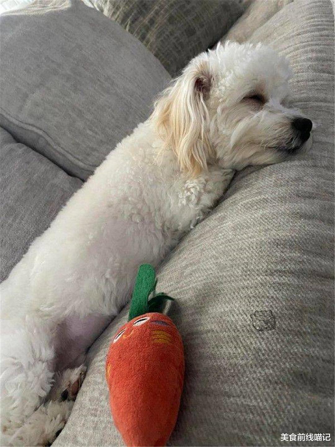 爱犬美容完后性情大变?最后的真相有点搞笑