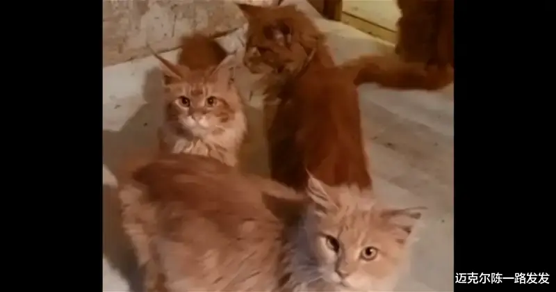 俄罗斯独居妇女家中猝死没人发现 20只猫因没有食物和水啃食主人尸体