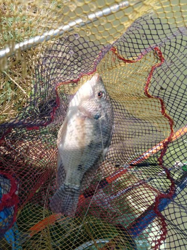 |再战X基地,这次想要爆护不容易