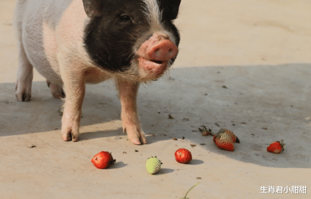 |握牢机会发大财，属猪人能说会道能力出众，贵人提拔升职不难