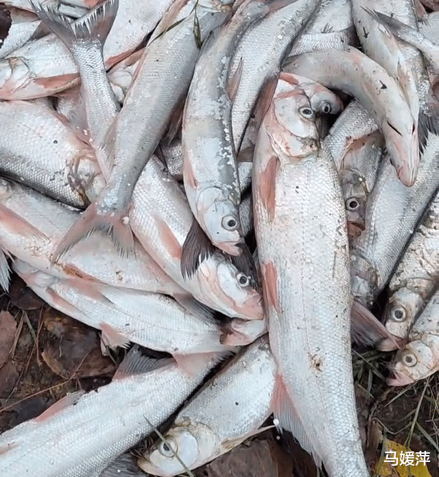 西江|28斤西江“翘嘴鱼王”被人钓起,网友:这鱼搞不好比我年龄都大