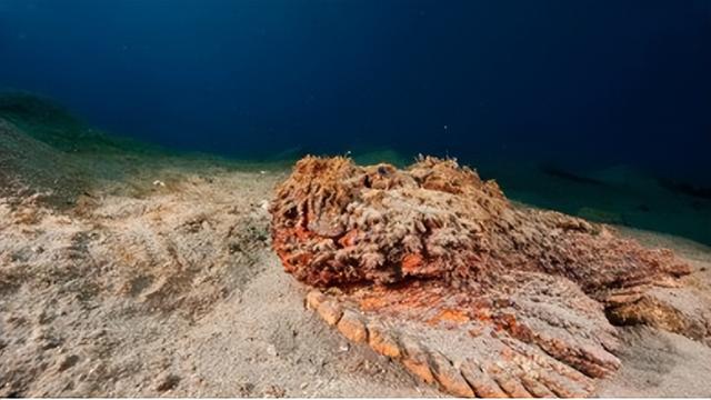 吊打巨齿鲨的海怪真的存在么?细数深海中8个最可怕的海洋生物