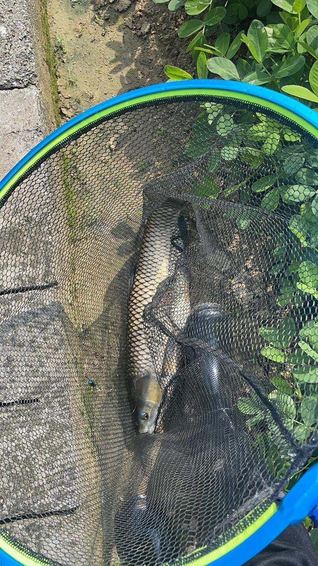 玉米|钓无定法,闲来也说说钓草鱼的事