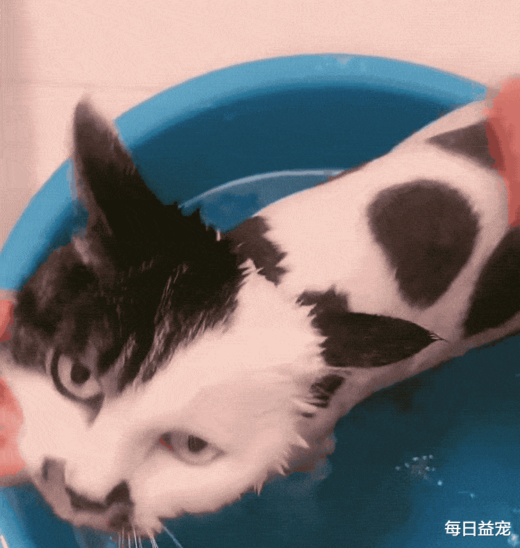 因世界杯爆火的足球猫，长得太球里球气了！网友质疑主人染色