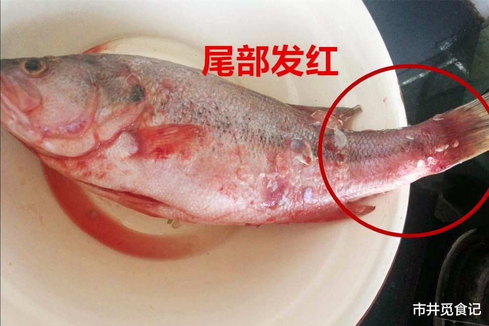 买鲈鱼时，挑“大肚子”还是“小肚子”的，差别大，搞懂了再买
