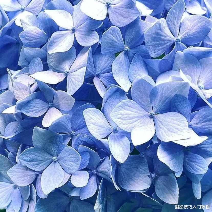 春天拍花必看!只要你有一部手机,就能拍出好看的花朵照片