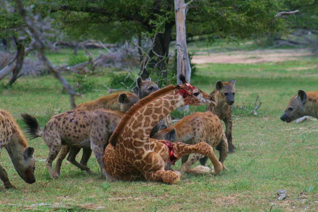 非洲最凶猛动物,咬合力打过狮子,掏肛绝活连自己都不放过