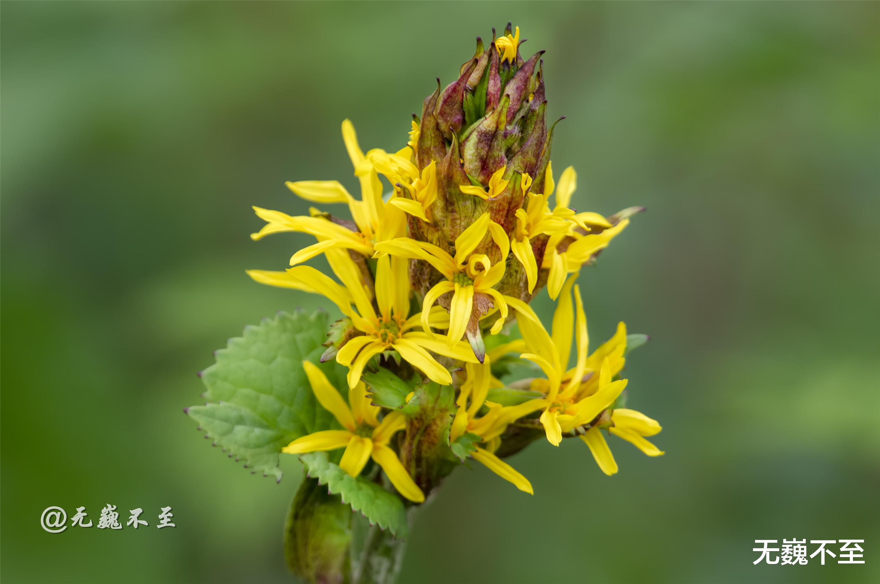 四川省|九顶归来不看花，但是这些花名你知道吗？科普一下不就认识啦