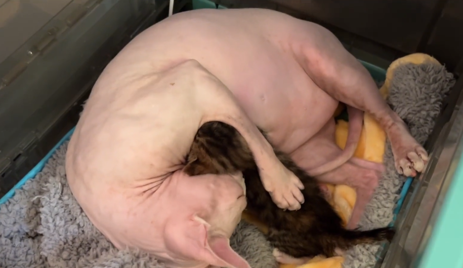 价值不菲的无毛猫竟也成为流浪猫，小伙收留下它后，发现养它真香