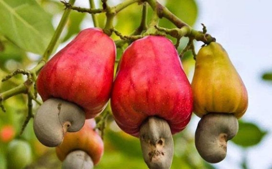 腰果|腰果好吃却很贵,是因为毒吗?你小看它了!网友:一点都不觉得贵了