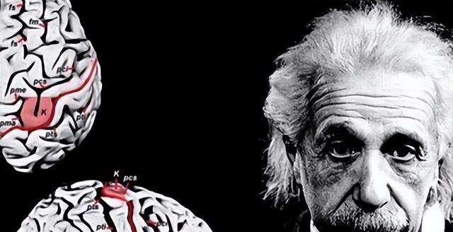 爱因斯坦的大脑有何不同？被人偷走切成240块，研究结果如何？