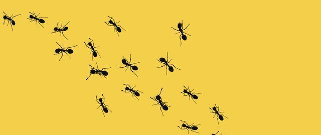 蚁群没有指挥官,是如何决策的?新研究:它们的行为就像神经网络
