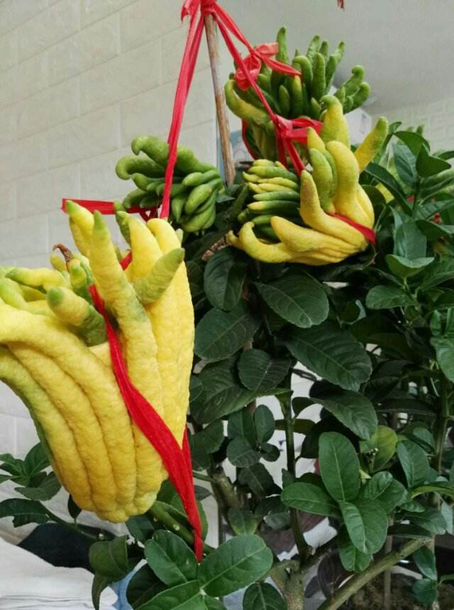 3种植物养家里,有福多、寿多、子多好兆头,从古至今都流行