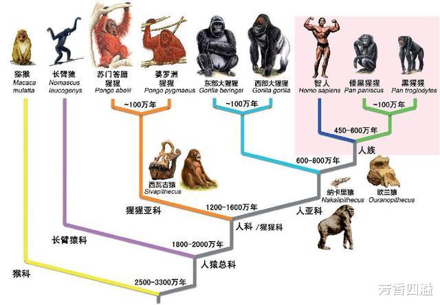 科学家证实,人类是从鱼类进化来的,进化过程大概是这样