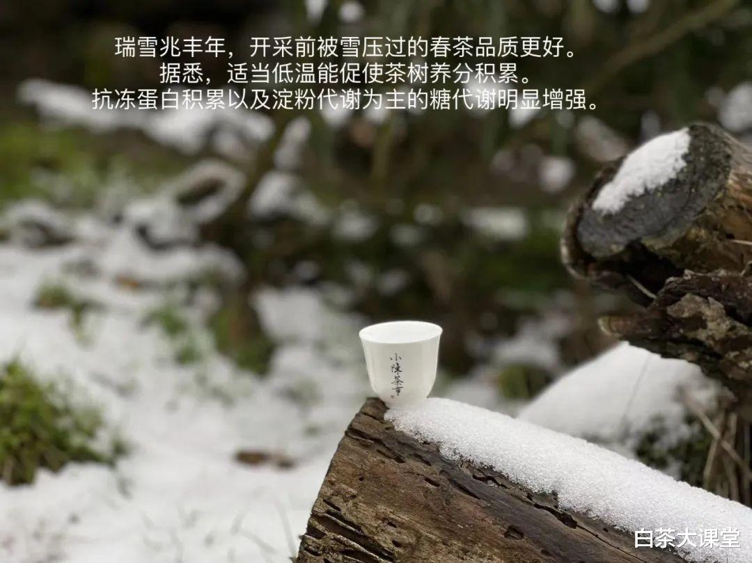 |白毫银针泡出来又苦又涩，是哪方面问题？老茶客详解背后真相