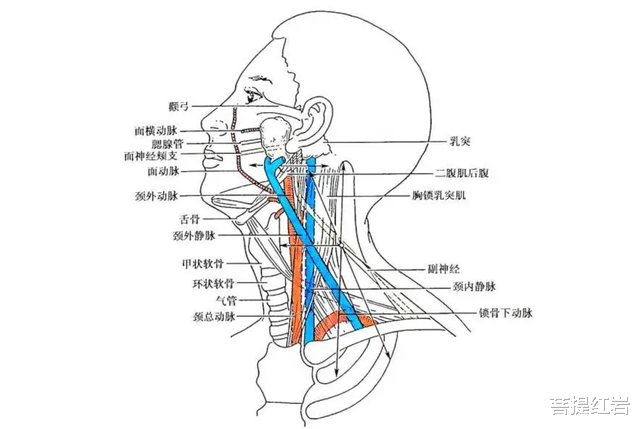 施展起来能吓自己一跳：人类身上，也有堪比猛兽的攻击性部位