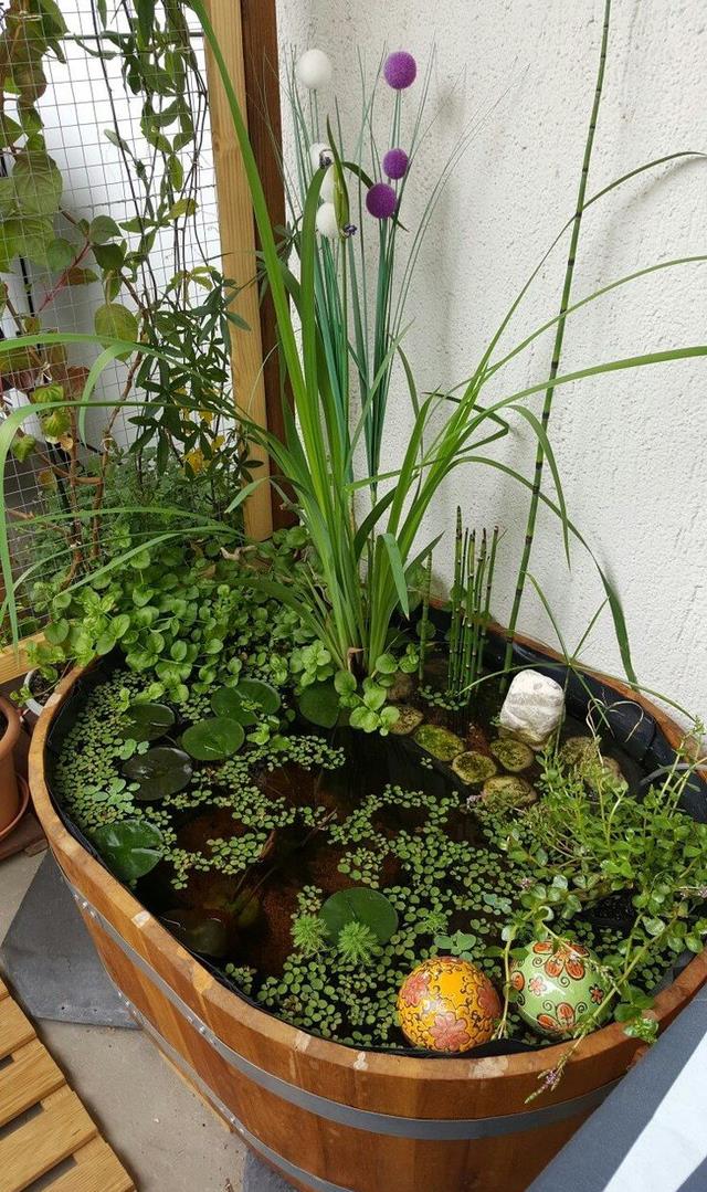 阳台不晒衣服、不种花,打算用来养鱼?这4点不注意,你还是外行